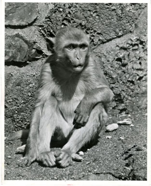 NEWS PHOTO: DETROIT ZOOLOGICAL PARK  RHESUS MONKEY 1957
