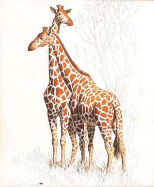 ARTHUR SARNOFF - TWO GIRAFFES ILLUSTRATION ORIGINAL ART