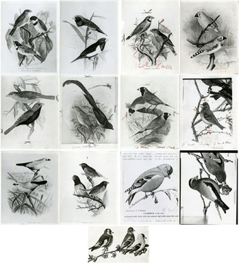 NEWS PHOTO: F.W. FROHAWK BIRD PAINTINGS 1934 GOLDFINCH