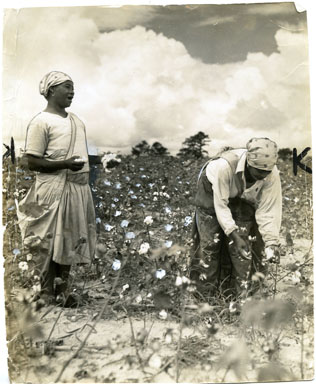 NEWS FEATURES PHOTO: NEGRO COTTON HARVESTERS 1940