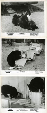 YELLOWSTONE CUBS (1963) -3 PUBLICITY STILLS WALT DISNEY
